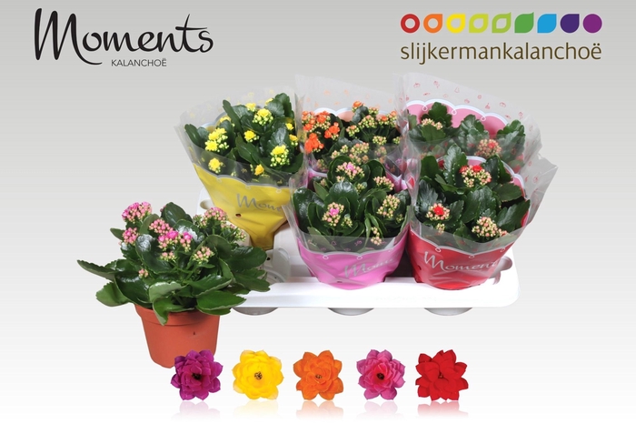 <h4>KAL GE GEM 5 KL</h4>