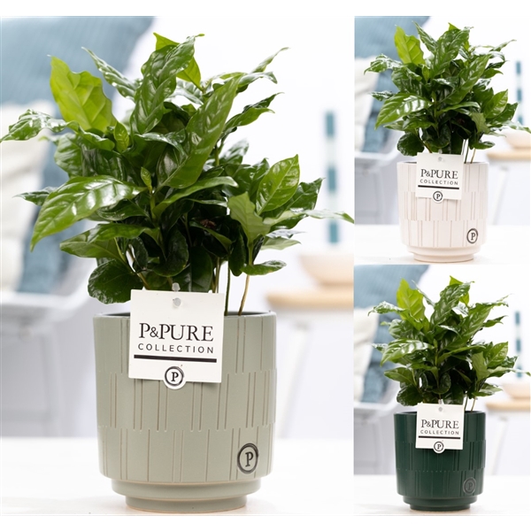<h4>Coffea Arabica in P&PURE Tess 2 ceramics ass. 3</h4>