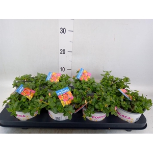 Portulaca   ...mix in pot