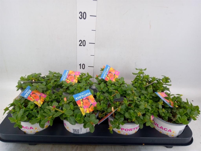 <h4>Portulaca   ...mix in pot</h4>