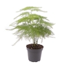ASPARAGUS PLUMOSUS P6