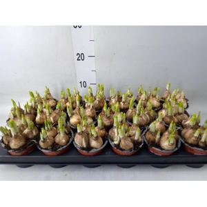 Narcissus  'Tete a tete'