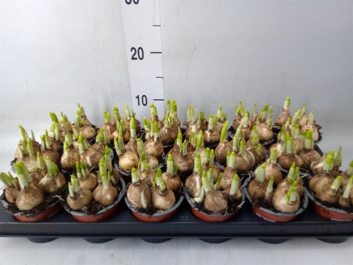 <h4>Narcissus  'Tete a tete'</h4>