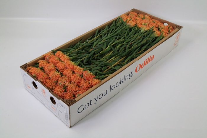 <h4>Nutans Ayoba Peach</h4>