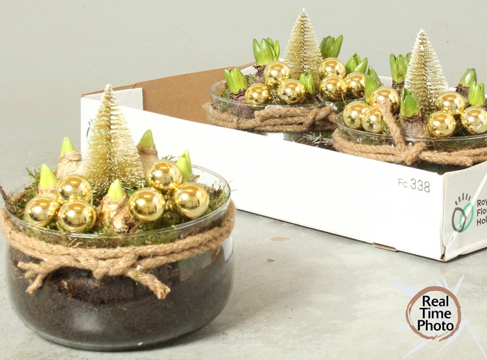 <h4>ARR HYACINTH</h4>