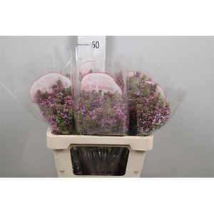 Syr V R V Horstenst 4+