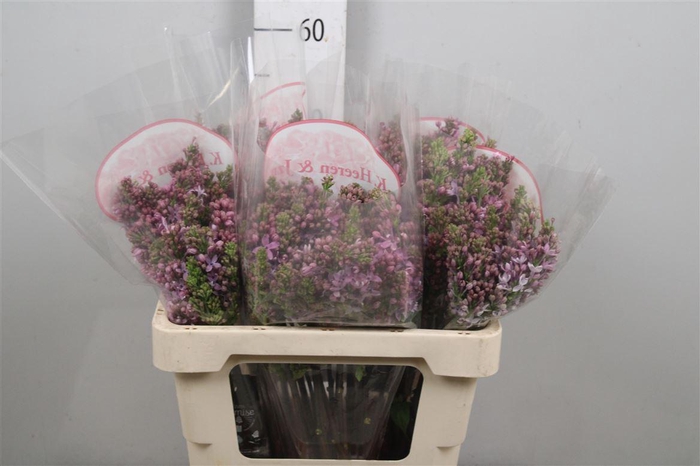 <h4>Syr V R V Horstenst 4+</h4>