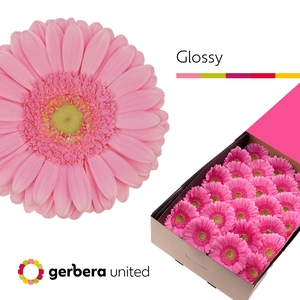 Gerbera Glossy Doos