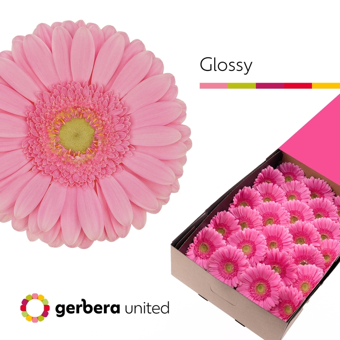 Gerbera Glossy Doos