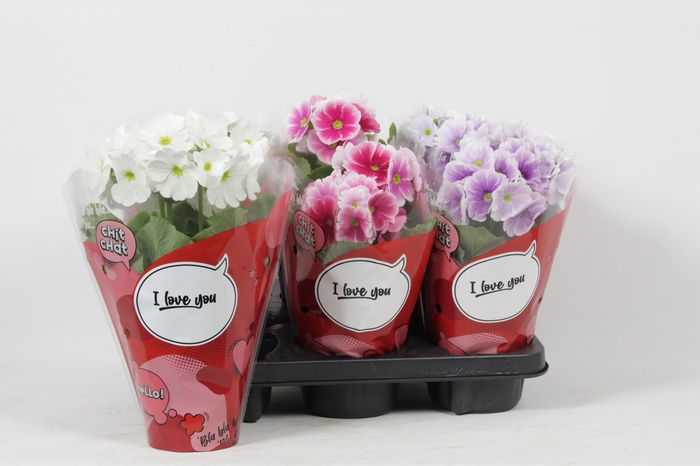 <h4>PRIM OB TM GEM</h4>