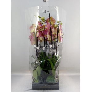 Phalaenopsis   ...orange