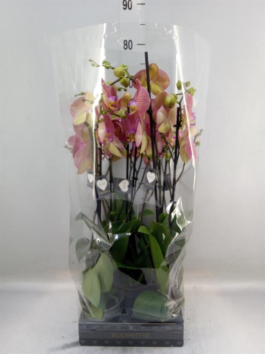<h4>Phalaenopsis   ...orange</h4>