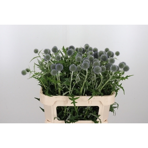Echinops Ba Blue Globe