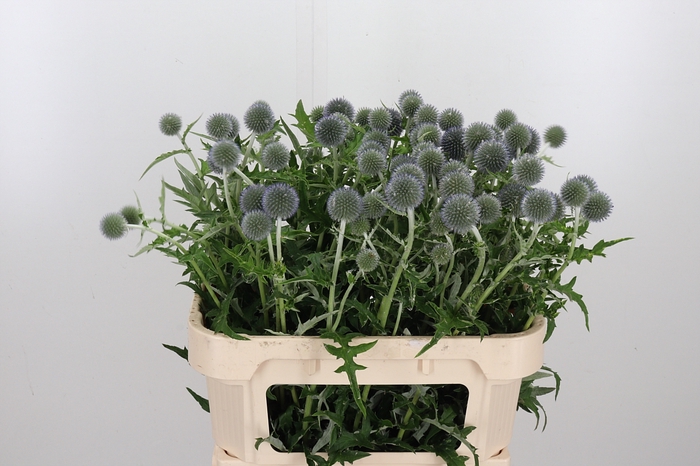 <h4>Echinops Ba Blue Globe</h4>
