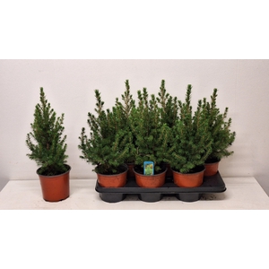 PICEA GL CONICA