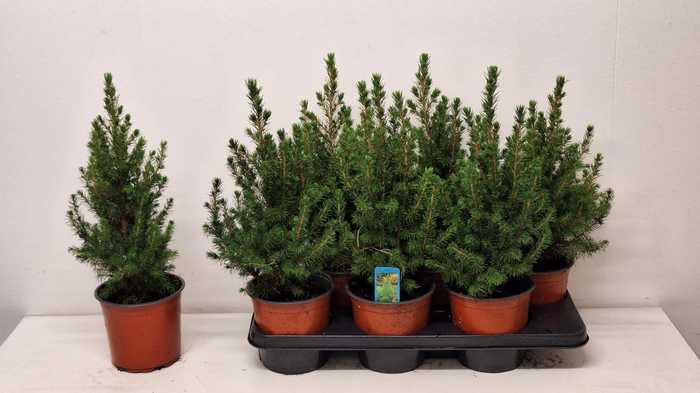 <h4>PICEA GL CONICA</h4>