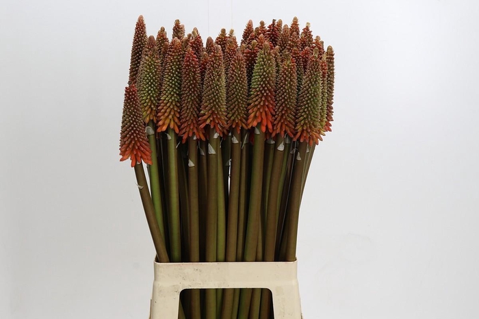 <h4>Kniphofia Alcazar</h4>