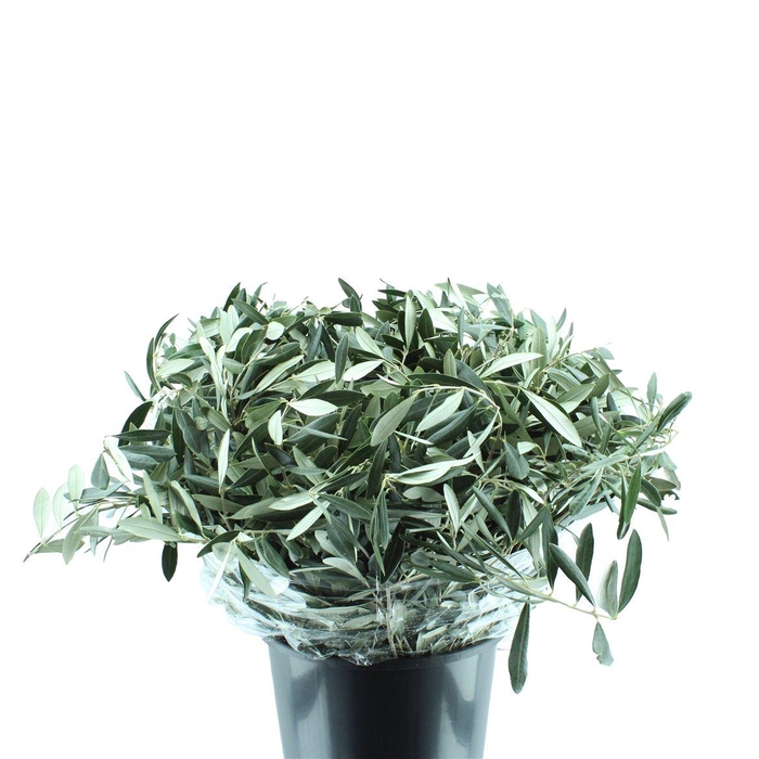 <h4>Olijfblad Per Tak</h4>