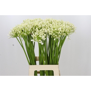 Agapanthus Casablanca