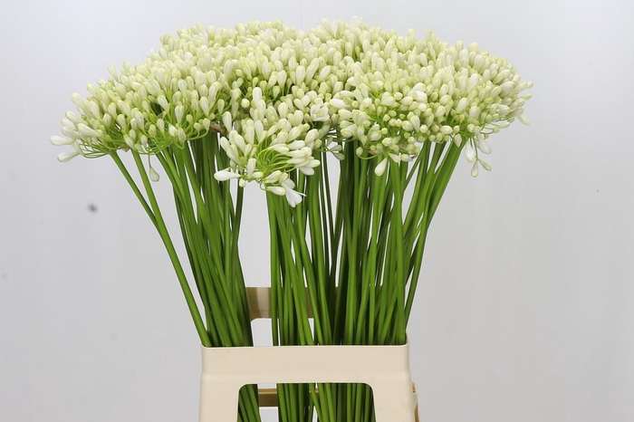 <h4>Agapanthus Casablanca</h4>