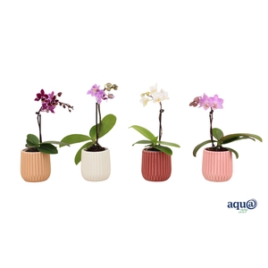 Ruby Mix Tiny Dolls Mix 1T7+ Aqu@