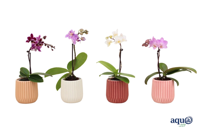 <h4>Ruby Mix Tiny Dolls Mix 1T7+ Aqu@</h4>