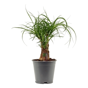 Beaucarnea vertakt 19 cm