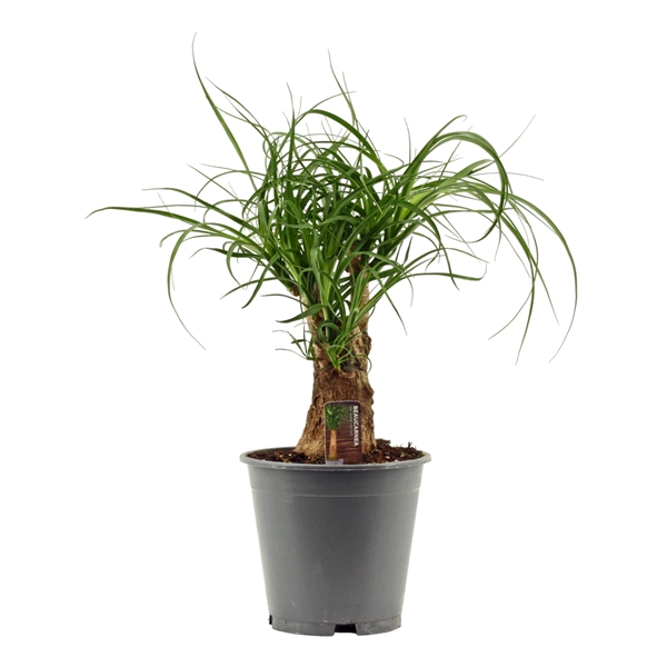 <h4>Beaucarnea vertakt 19 cm</h4>