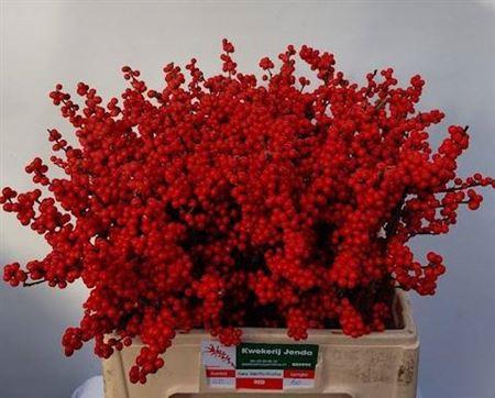 <h4>Ilex Ve Rode Bes</h4>