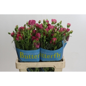 Ranunculus Butterfly Lycia