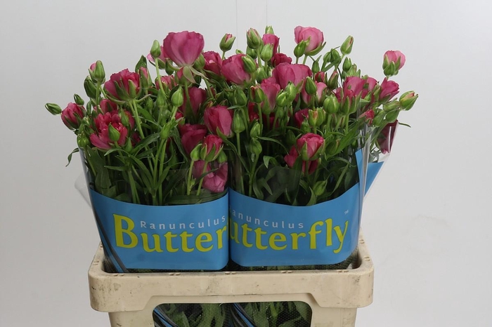 Ranunculus Butterfly Lycia