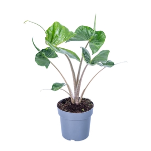 Alocasia Macror Stingray 17cm