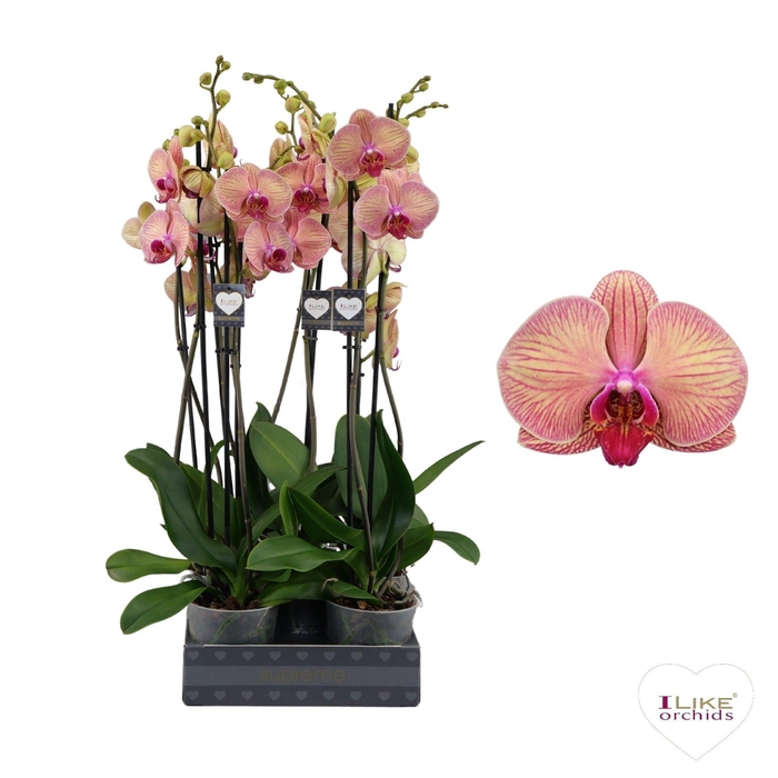 <h4>Phalaenopsis Golden Leopard - 2 tak 70cm</h4>