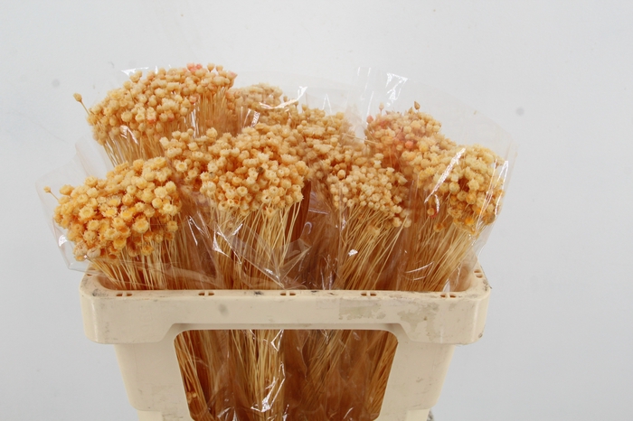 <h4>DF Berina Salmon Bs</h4>