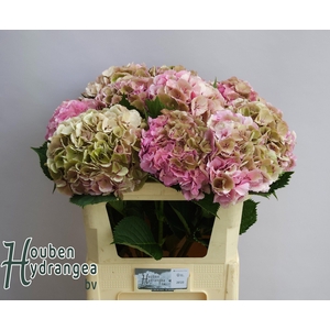 HYDR M ELBTAL CL