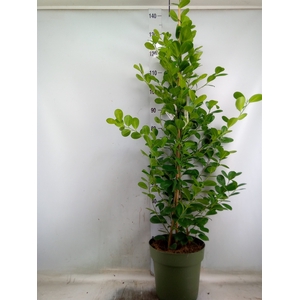 Ficus microcarpa 'Moclame'