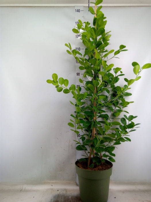<h4>Ficus microcarpa 'Moclame'</h4>