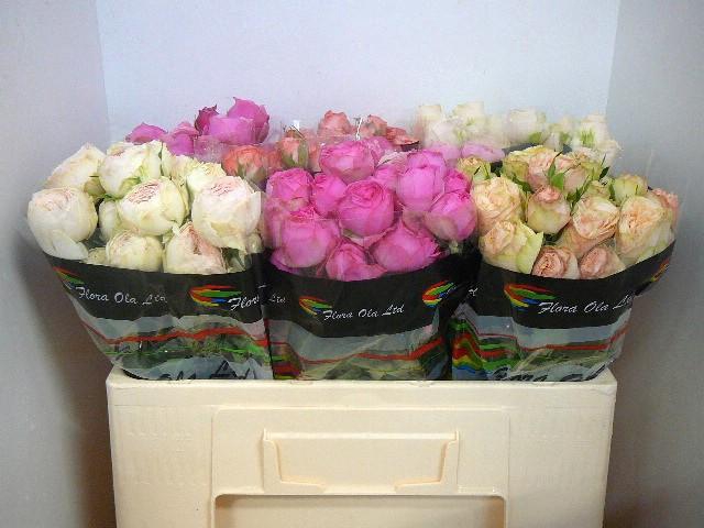 <h4>R TR GEM IN FUST</h4>