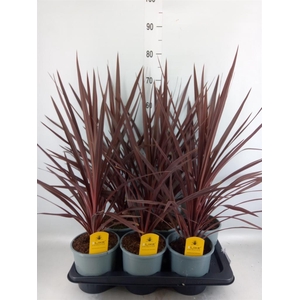 Cordyline austr. 'Red Star'