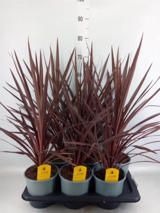 <h4>Cordyline austr. 'Red Star'</h4>