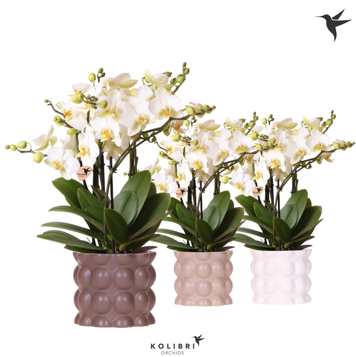 <h4>Kolibri Orchids Phalaenopsis Blossom Lausanne 6 spike in Cotton pot sand mix</h4>