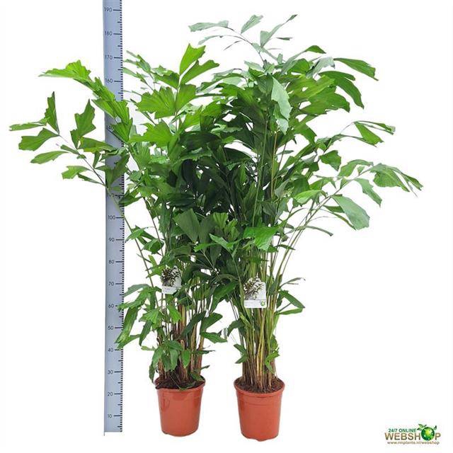 <h4>CARYOTA MITIS</h4>