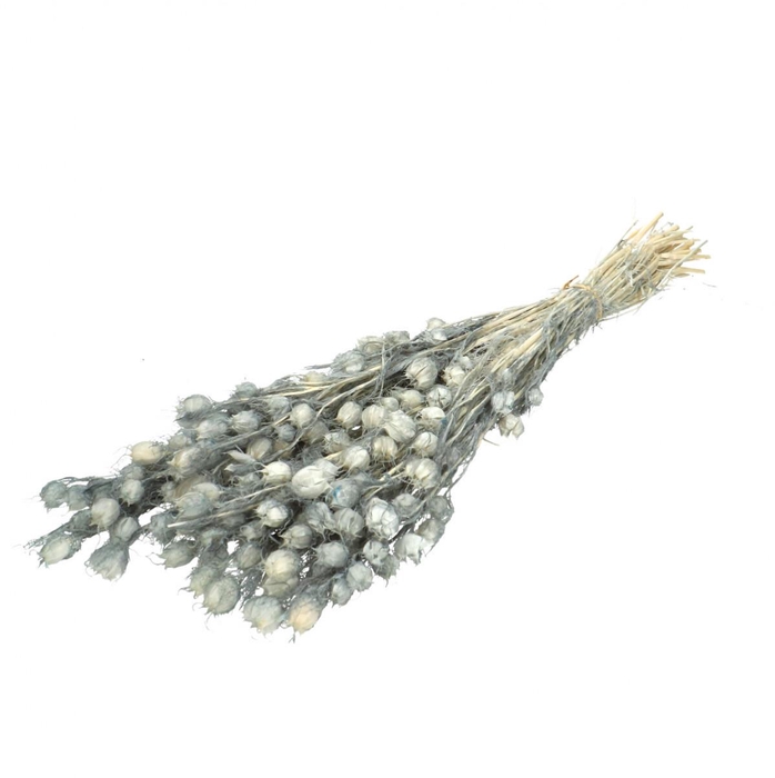 <h4>Preserved Nigella 55cm</h4>