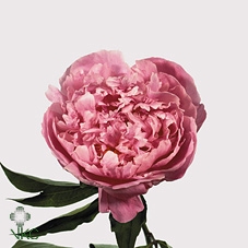 <h4>Paeonia dr alexander fleming</h4>