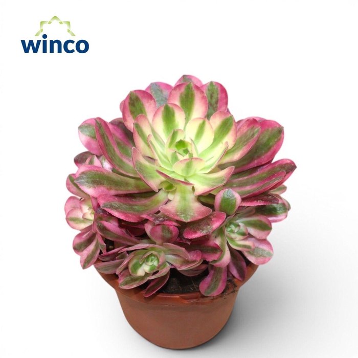 <h4>Aeonium Pink Witch</h4>