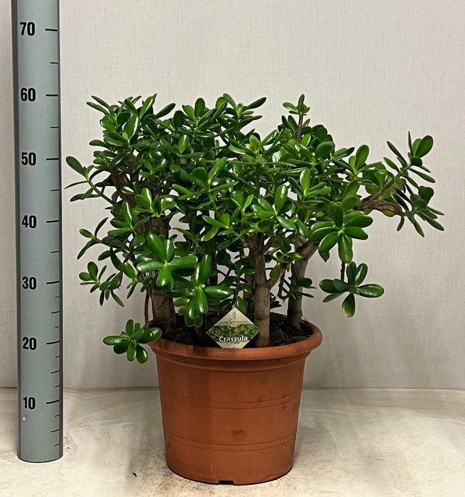 <h4>CRASS OVATA</h4>