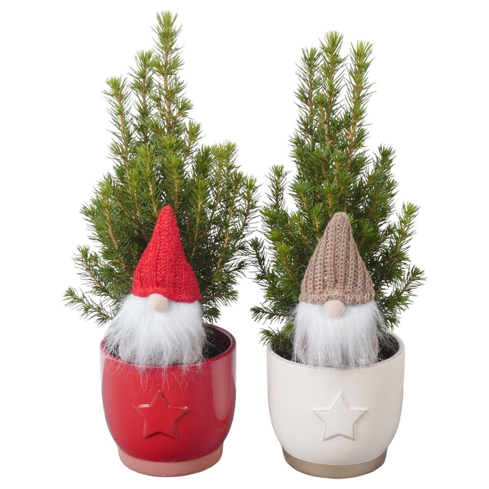 <h4>Picea glauca 'Conica'</h4>