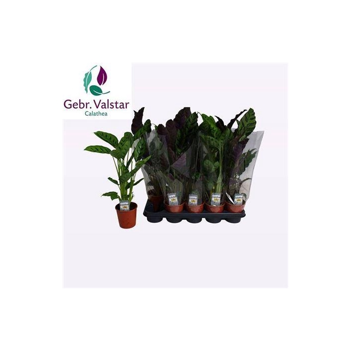 <h4>Calat Gem 2 Srt</h4>