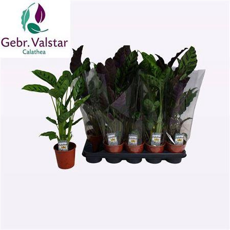 <h4>Calat Gem 2 Srt</h4>