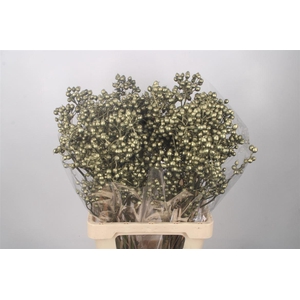 ROSA KLB GREEN GOLD H%